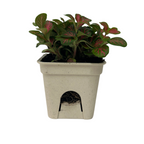 Haars 65mm Grow Pots 6pk - Image 4 of 5