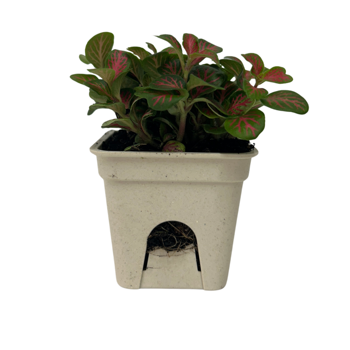 Haars 65mm Grow Pots 6pk - Image 4 of 5