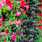 Holman Pixel Pot GreenWall Vertical Garden - Image 3 of 6