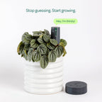 Willow Smart Indoor Plant Sensor Starter Pack Charcoal - Image 2 of 7