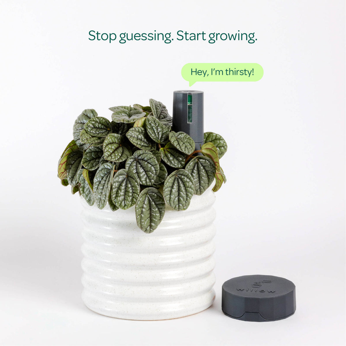 Willow Smart Indoor Plant Sensor Starter Pack Charcoal - Image 2 of 7