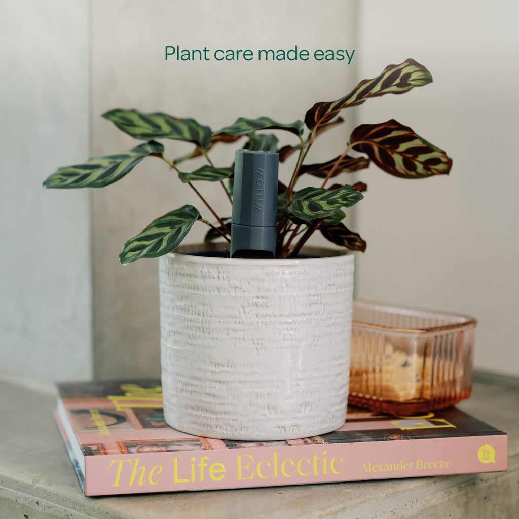 Willow Smart Indoor Plant Sensor Starter Pack Charcoal - Image 7 of 7