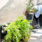 Holman Benchtop Greenwall Garden - Image 4 of 6