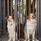 Rapid 1.21 x 1.83 x 1.85m Multi Purpose Animal Enclosure - Image 4 of 9